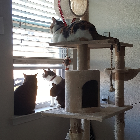 Meet your Posher, Denise - Picture 2 of 6